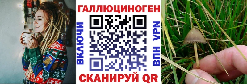 Псилоцибиновые грибы Psilocybe  Купить где  Коркино 